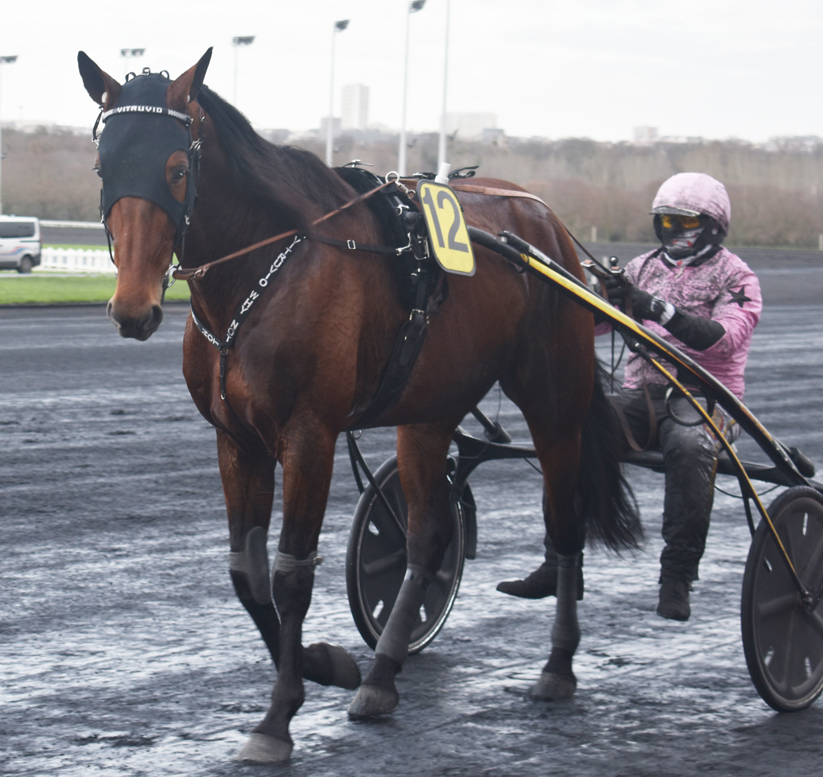 Vitruvio är anmäld till söndagens Prix Tenor de Baune och är den häst som har högst startprissumma i loppet. Foto; A.Lindblom